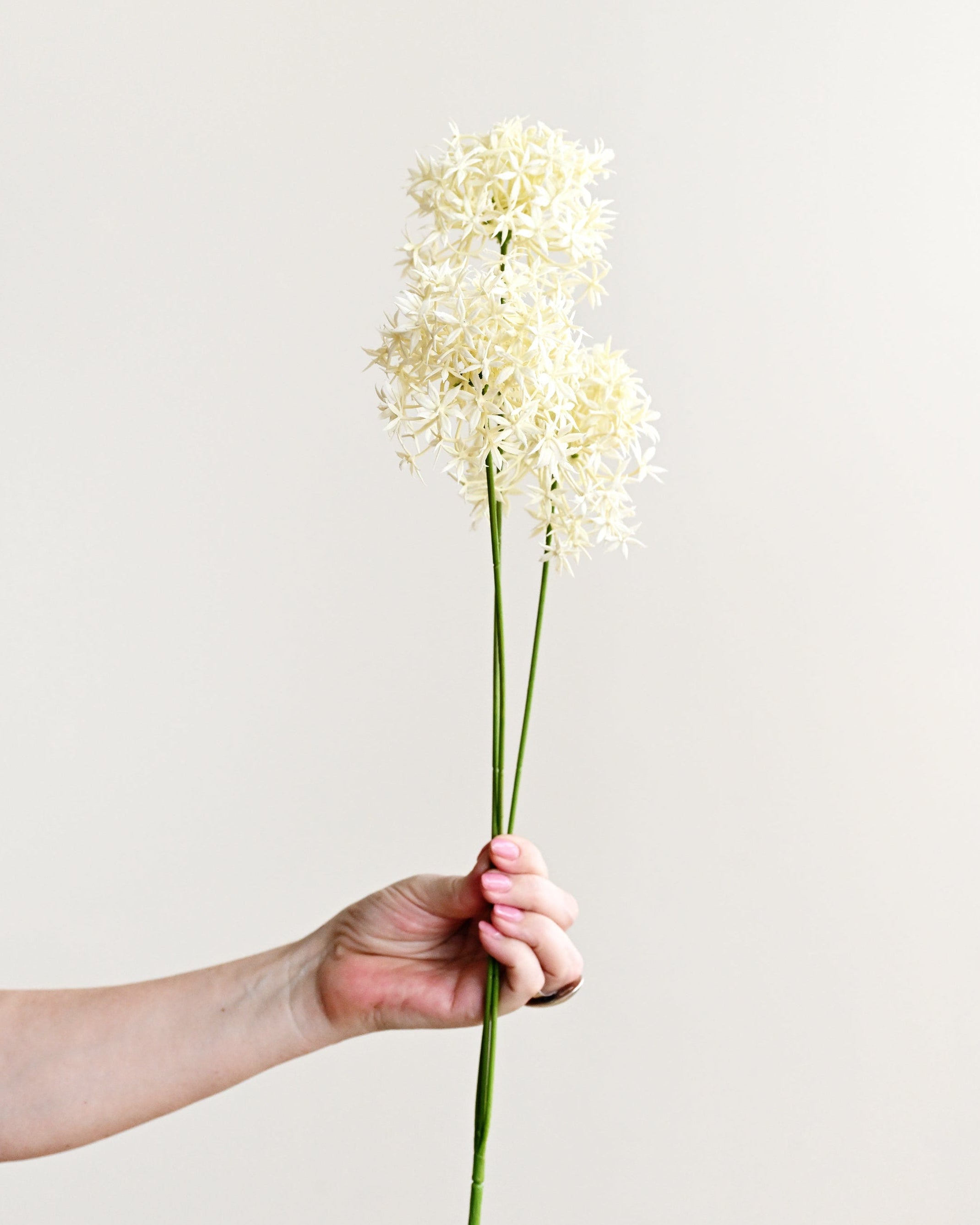 Hand holding a single white flower against a plain background