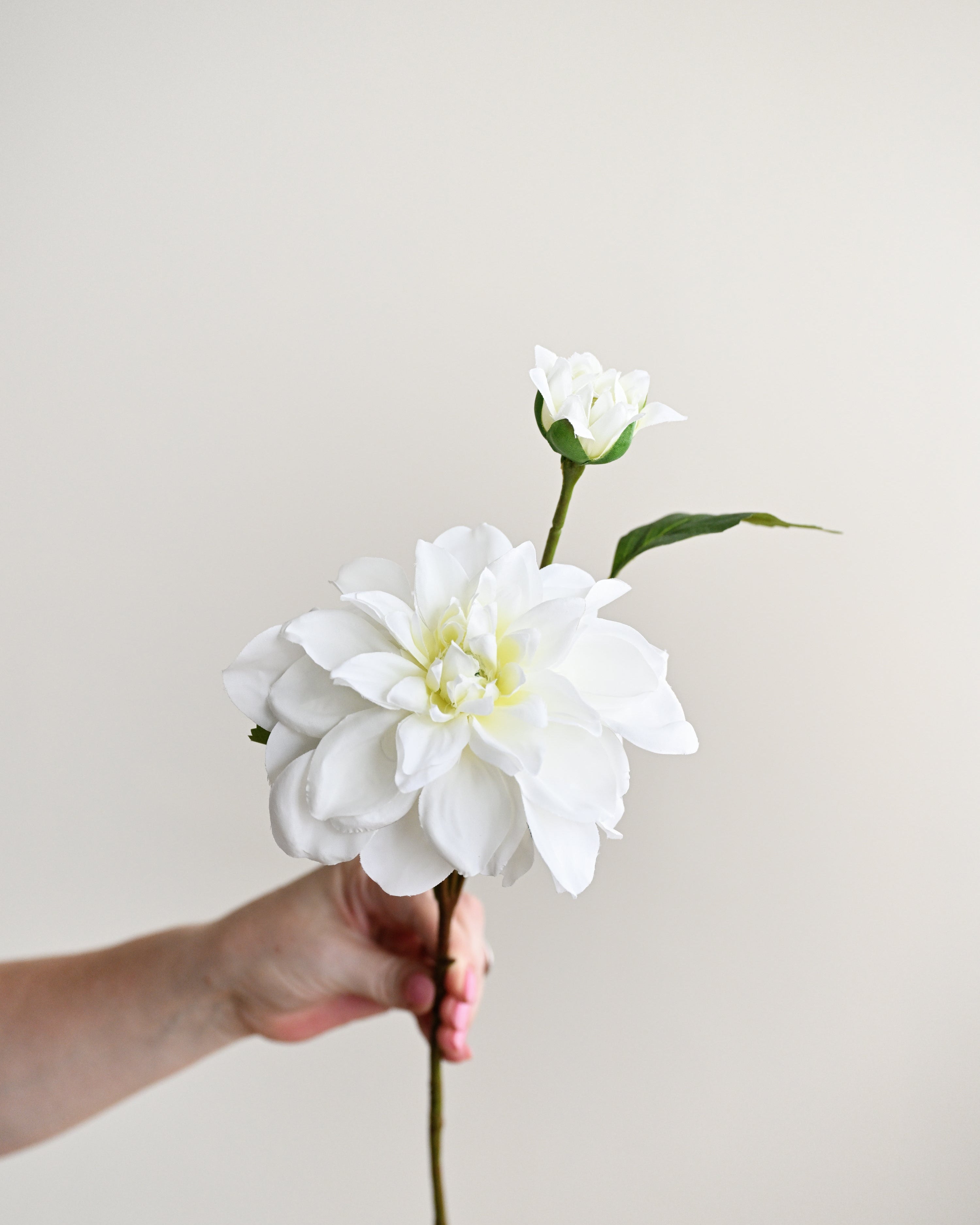Hand holding a white flower against a plain background