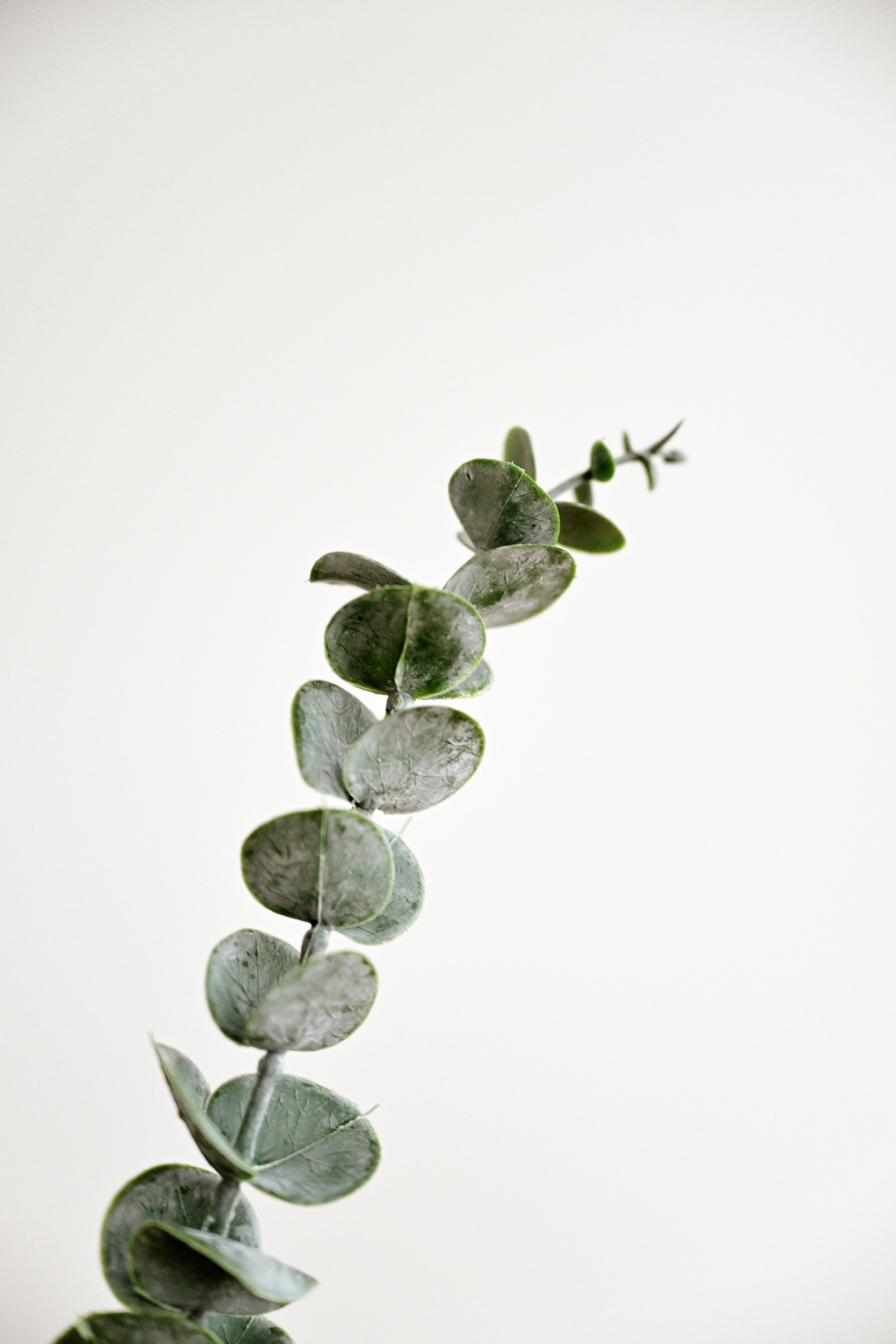 Artificial Eucalyptus Stem - Green 4