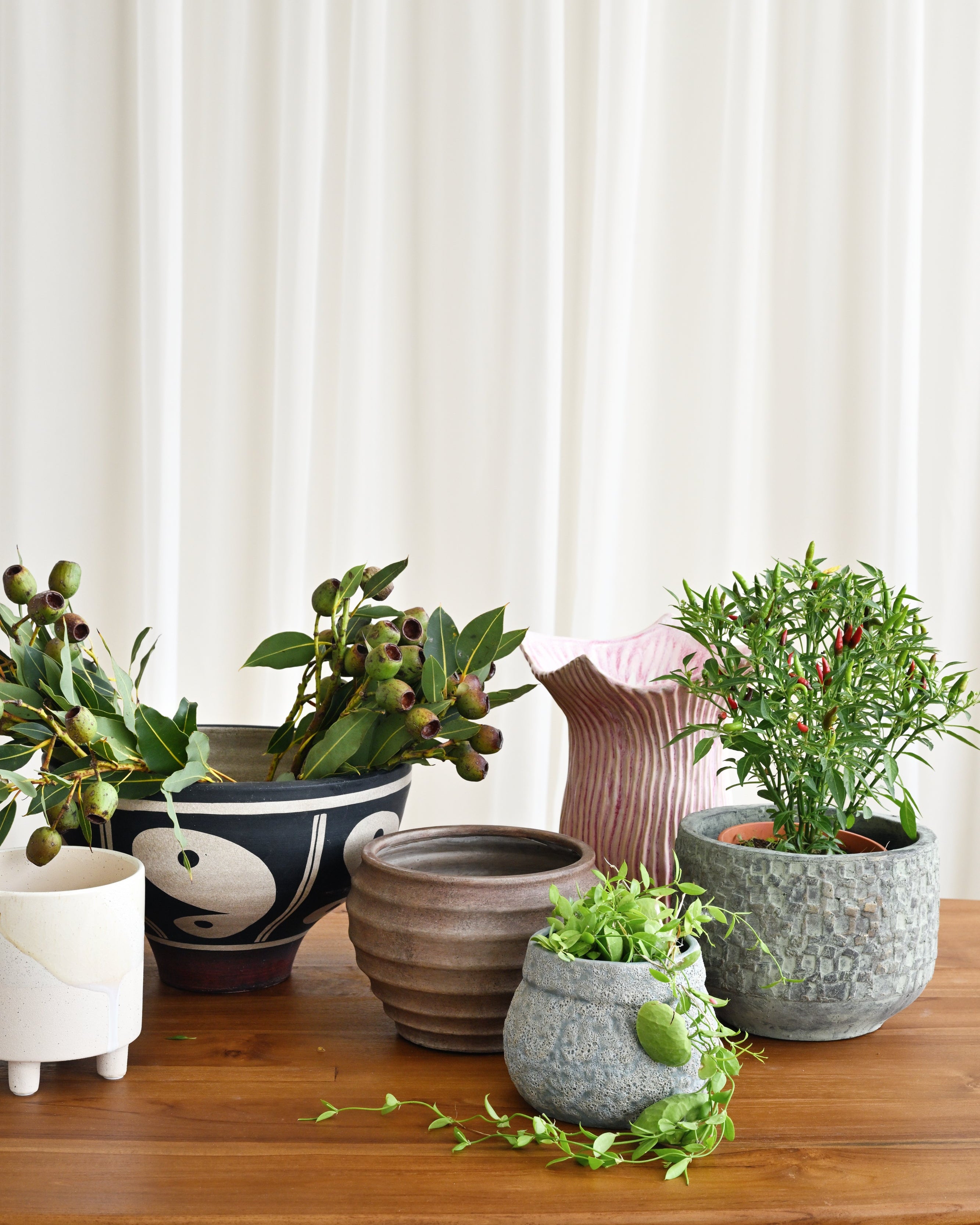 Collection of potted plants on a wooden surface with a white curtain background