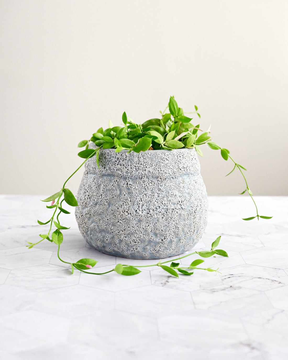 Gray textured planter with green plant on a white surface