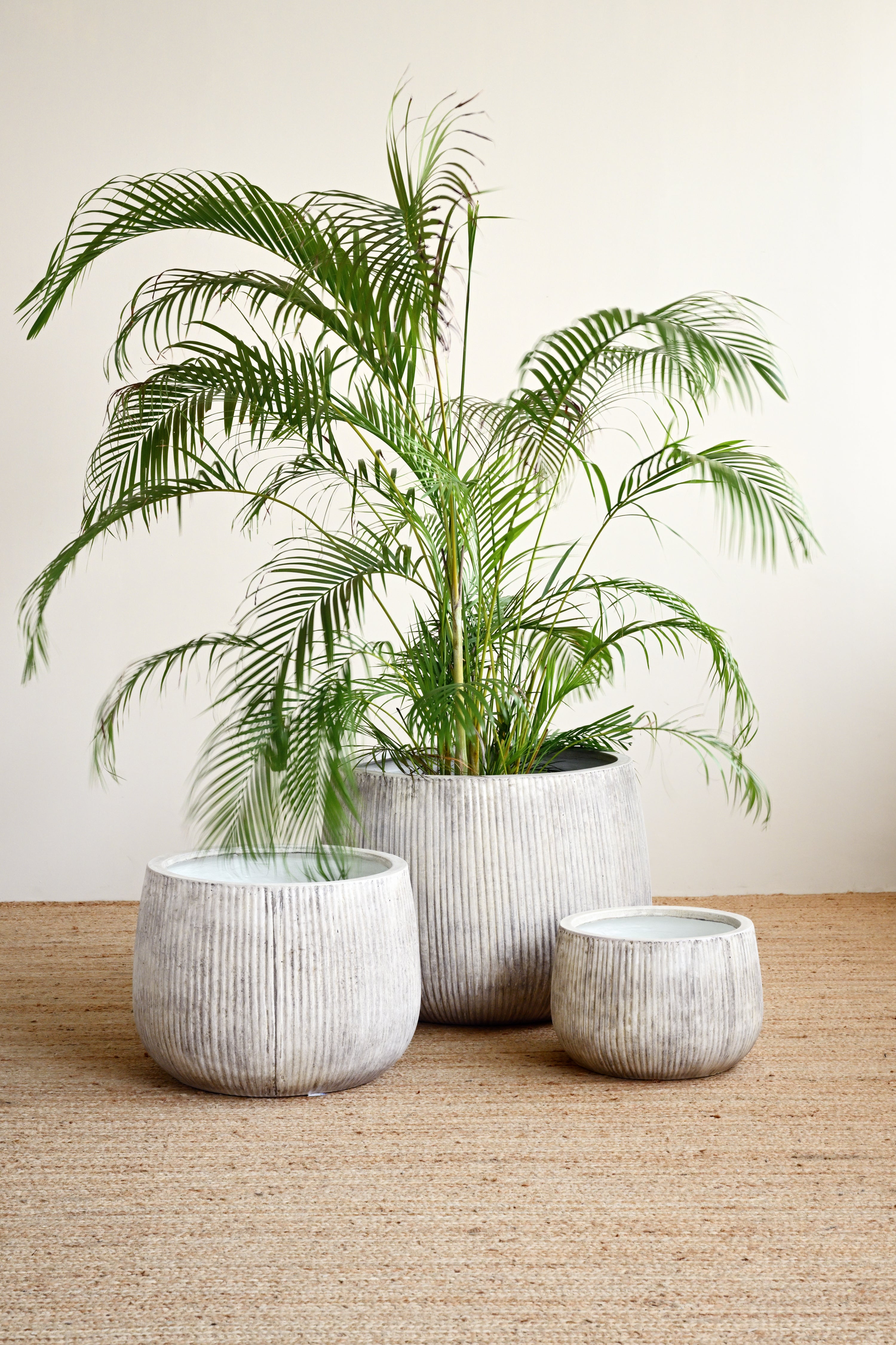 Three potted plants in gray pots on a wooden floor with a beige wall background