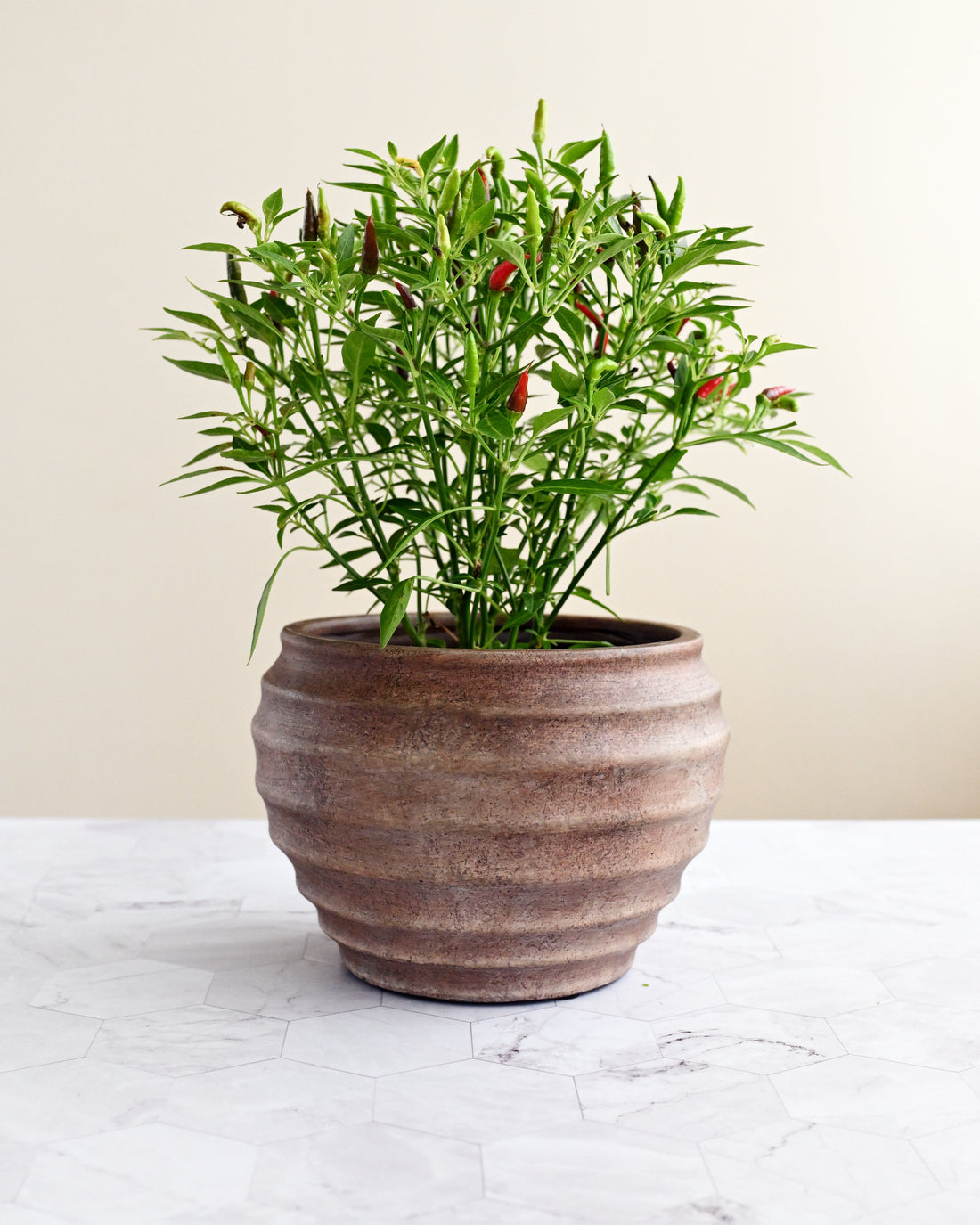 Potted plant with small red peppers on a marble surface with a beige background