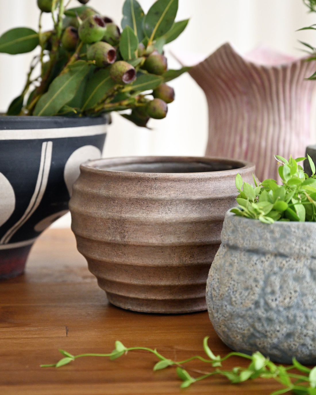 Three potted plants on a wooden surface with a blurred background