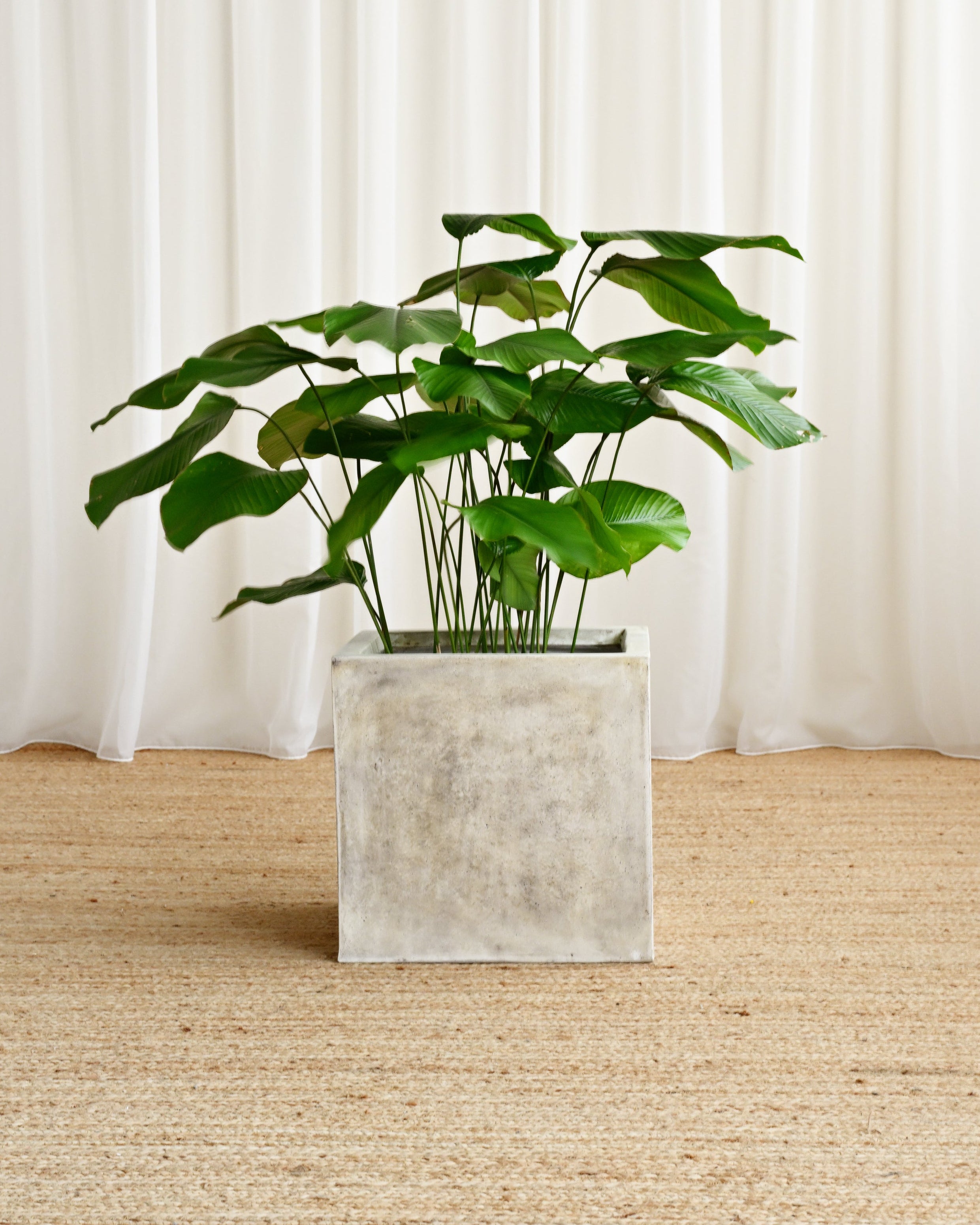 Potted plant in a concrete planter against a white curtain background