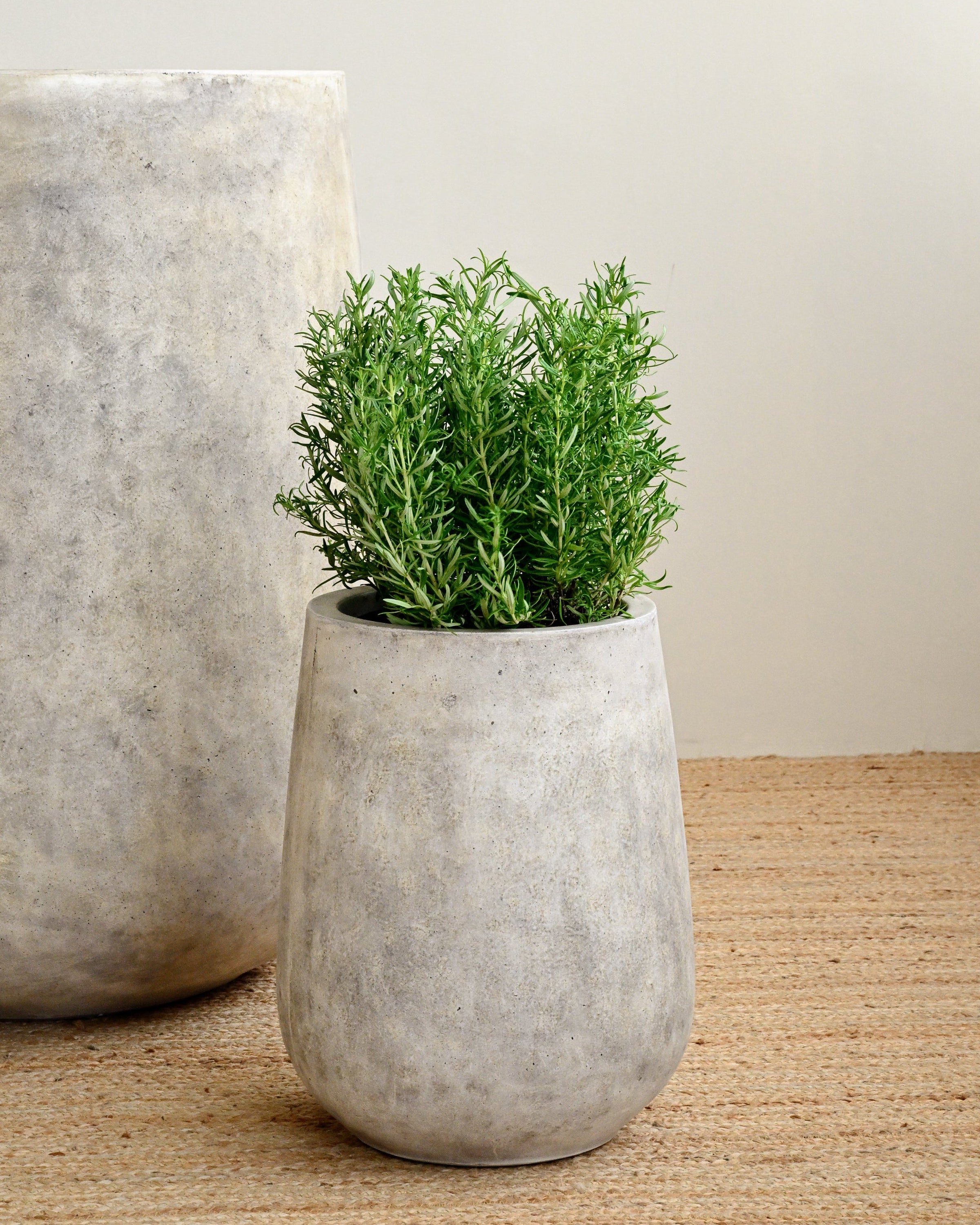 Small concrete pot with a green plant on a wooden surface