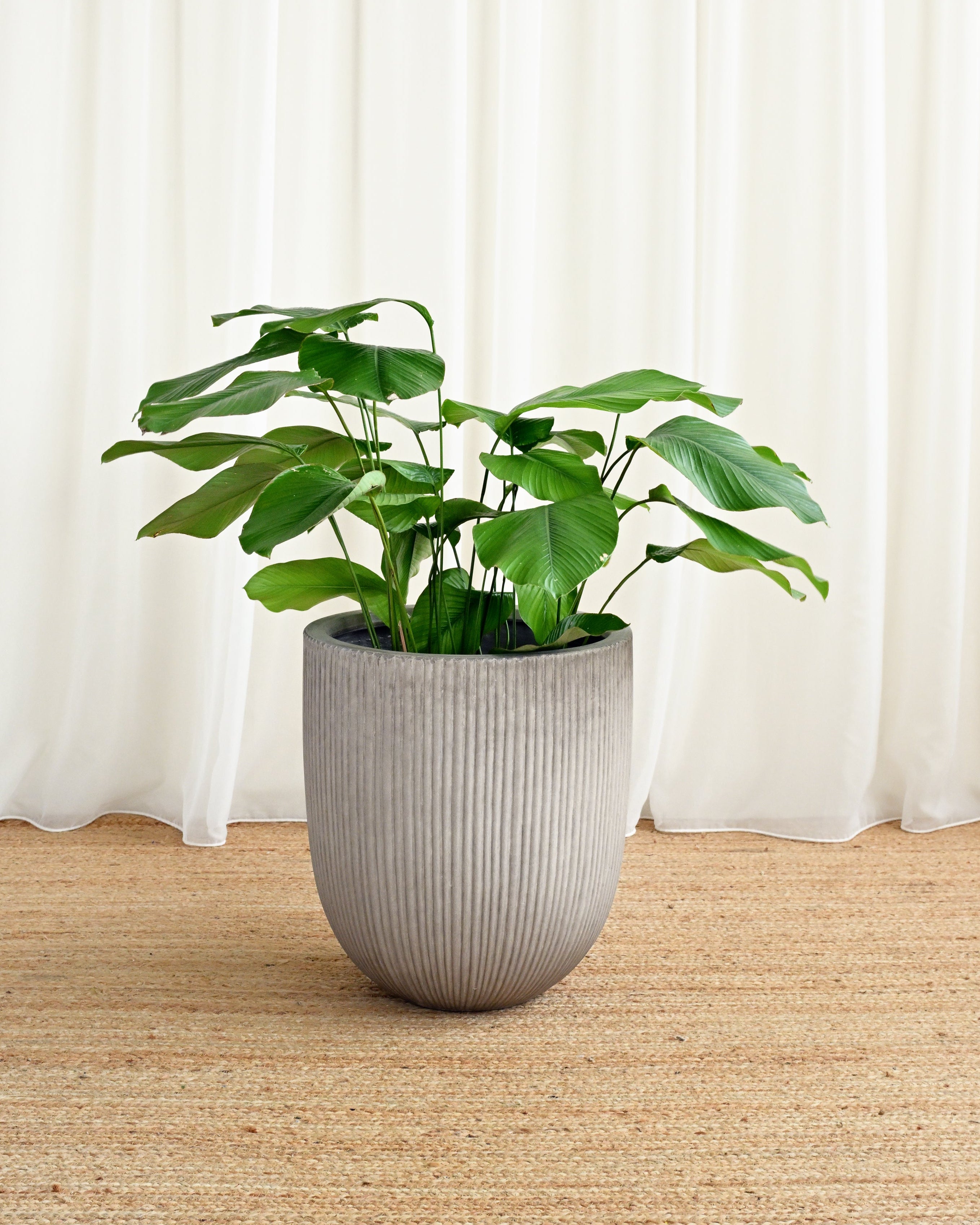 Potted plant on a wooden floor with white curtains in the background