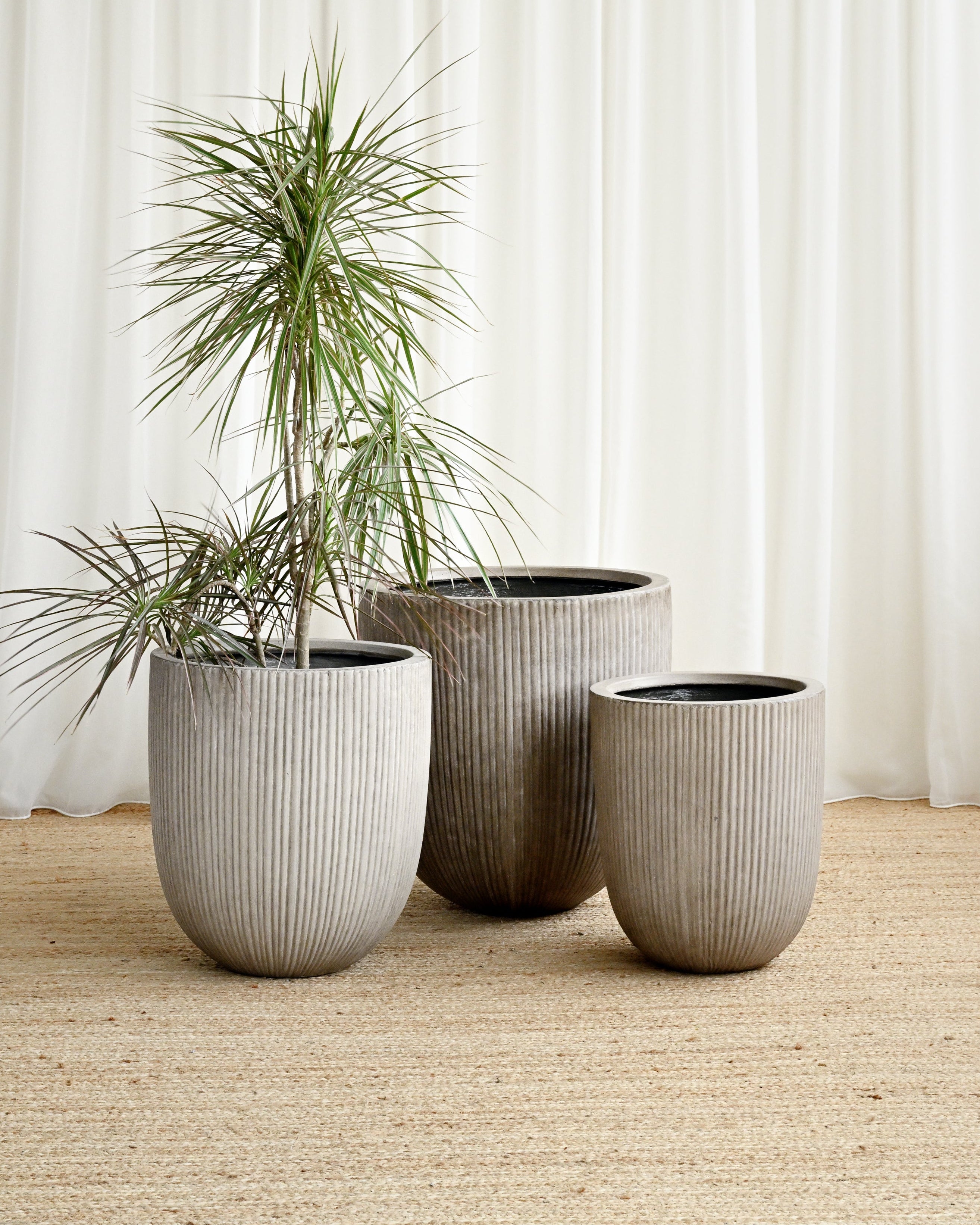Three potted plants in gray pots on a beige carpet with white curtains in the background