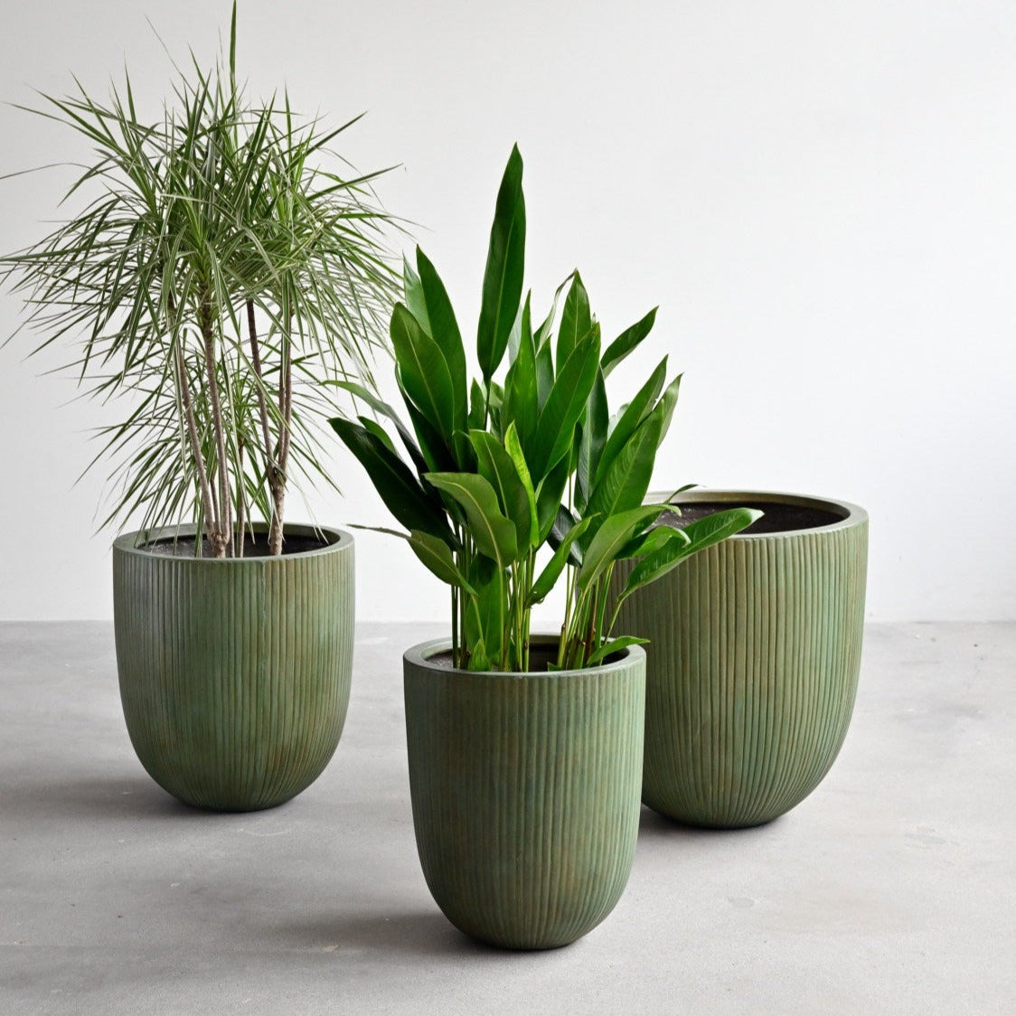 large green indoor plant pot Vinh Concrete Pot