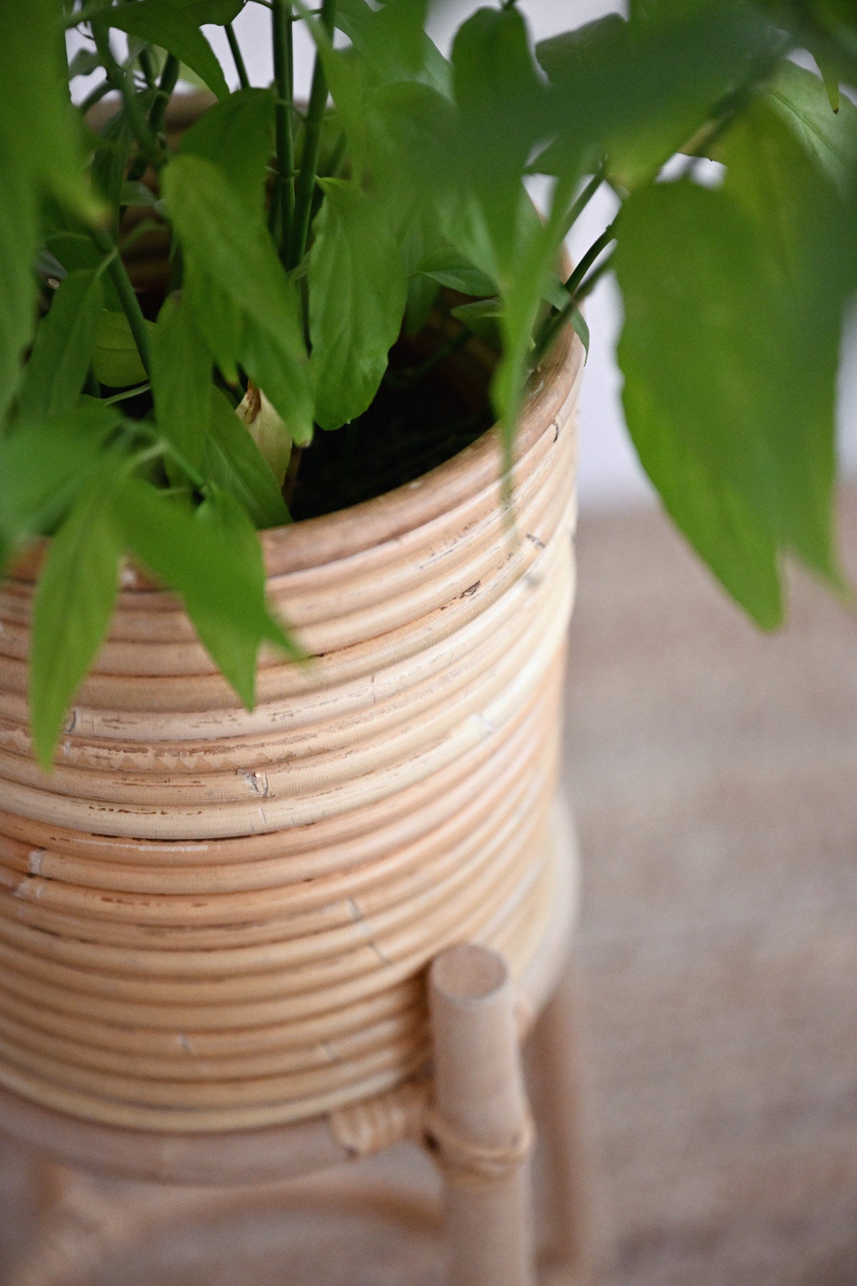 Dew Plant Stand