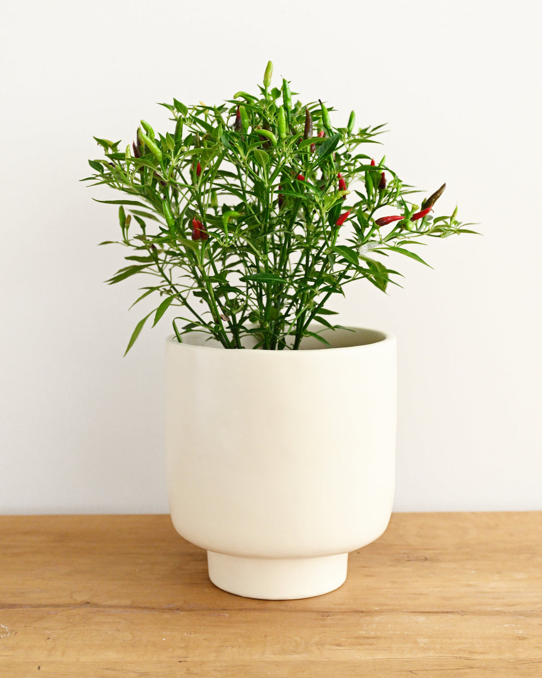 Potted plant with small red peppers on a wooden surface with a white background