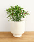 Potted plant with small red peppers on a wooden surface with a white background