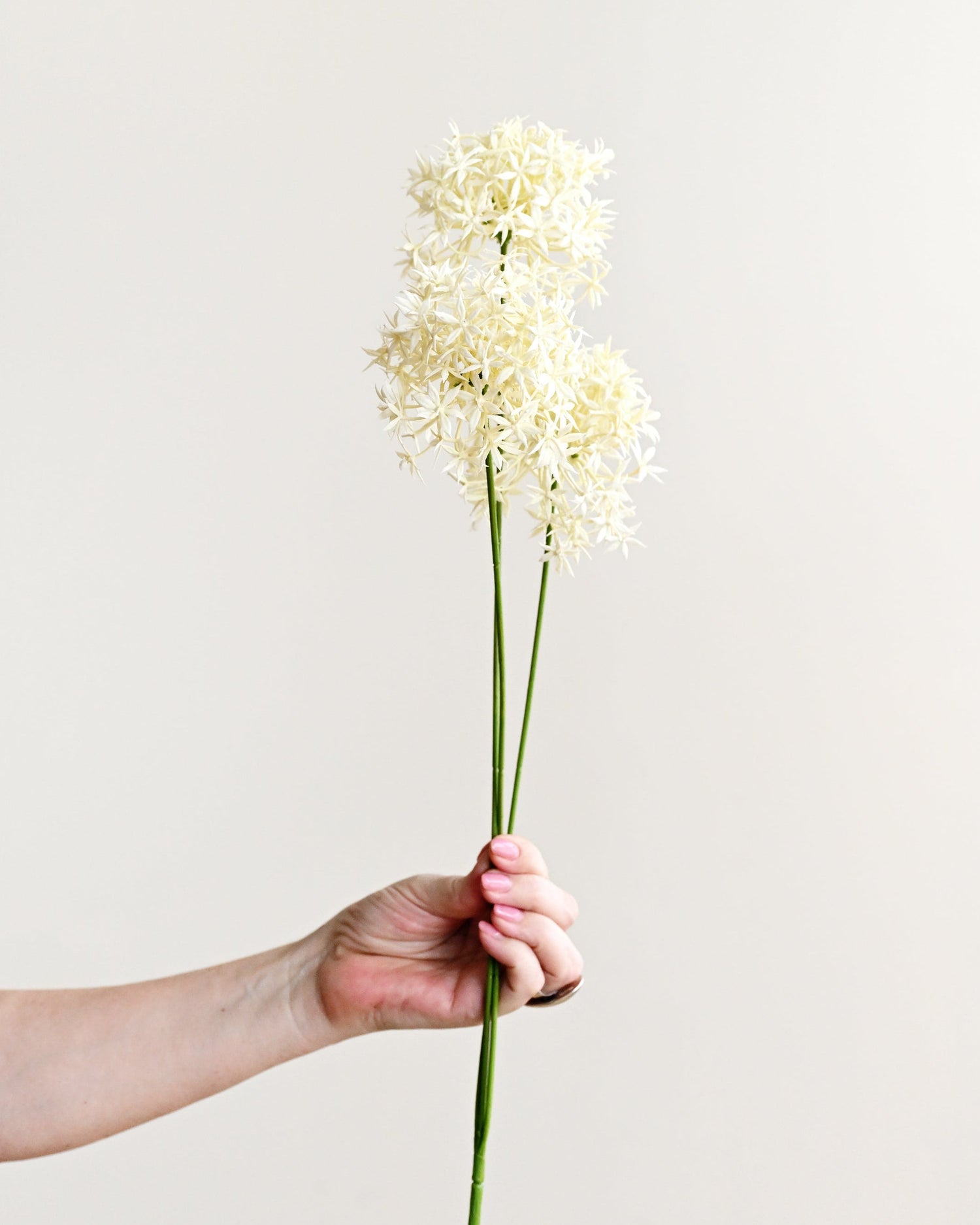 Hand holding a single white flower against a plain background