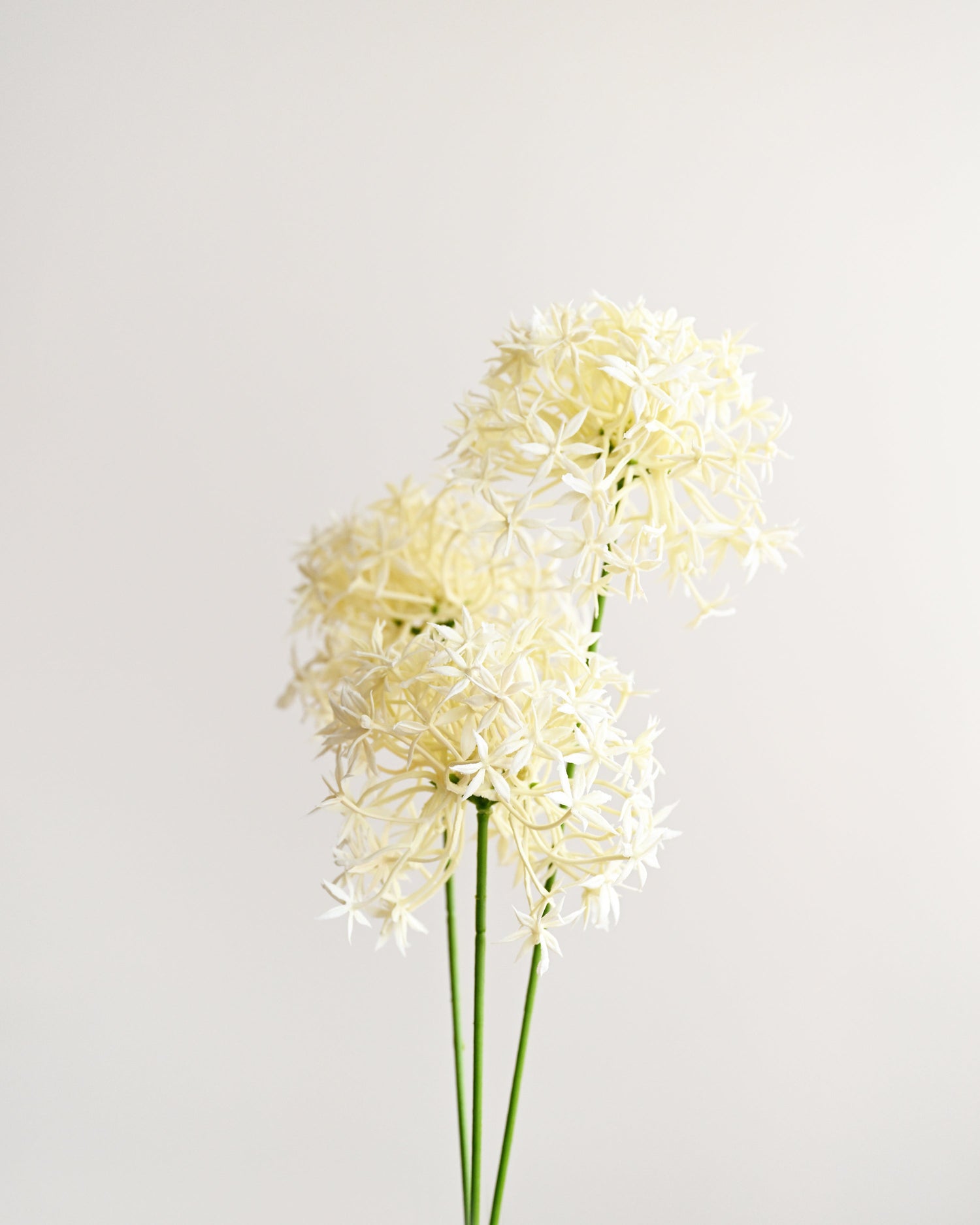 Two stems of white flowers on a light gray background
