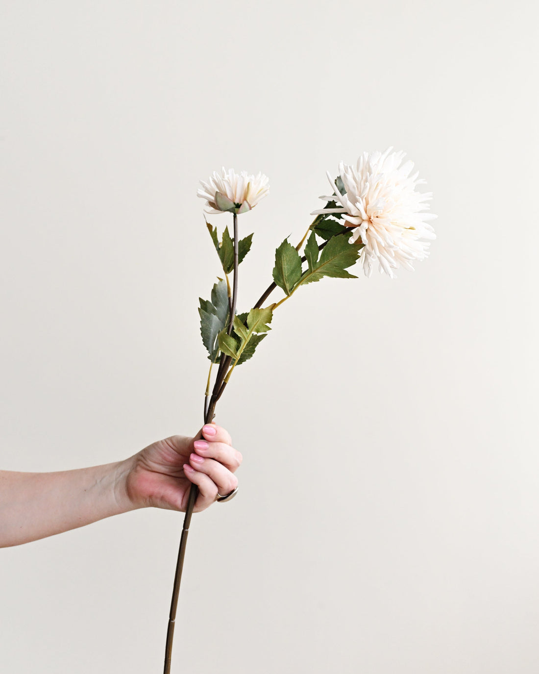 Person holding a single white flower against a plain background