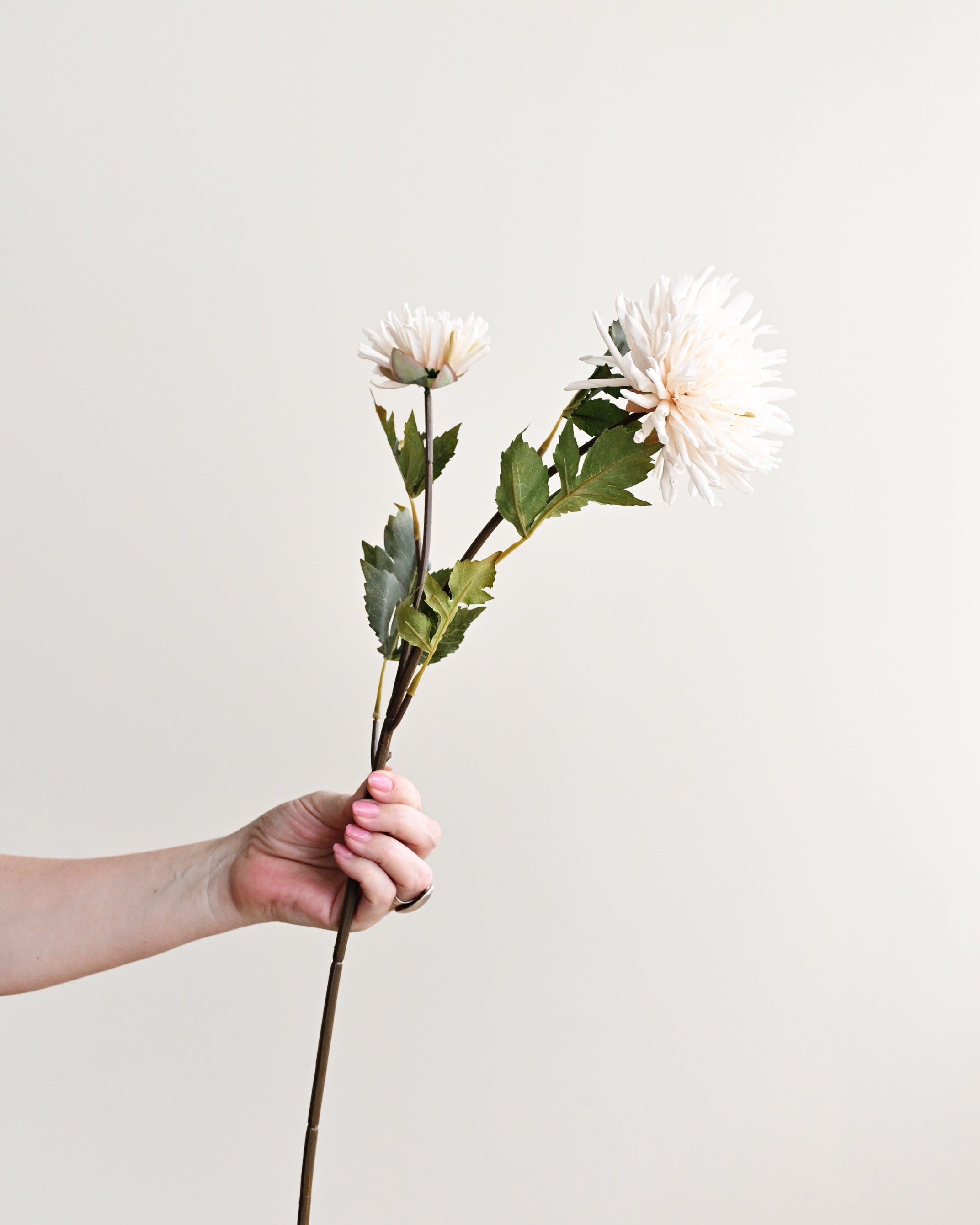 Person holding a single white flower against a plain background