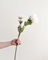 Person holding a single white flower against a plain background