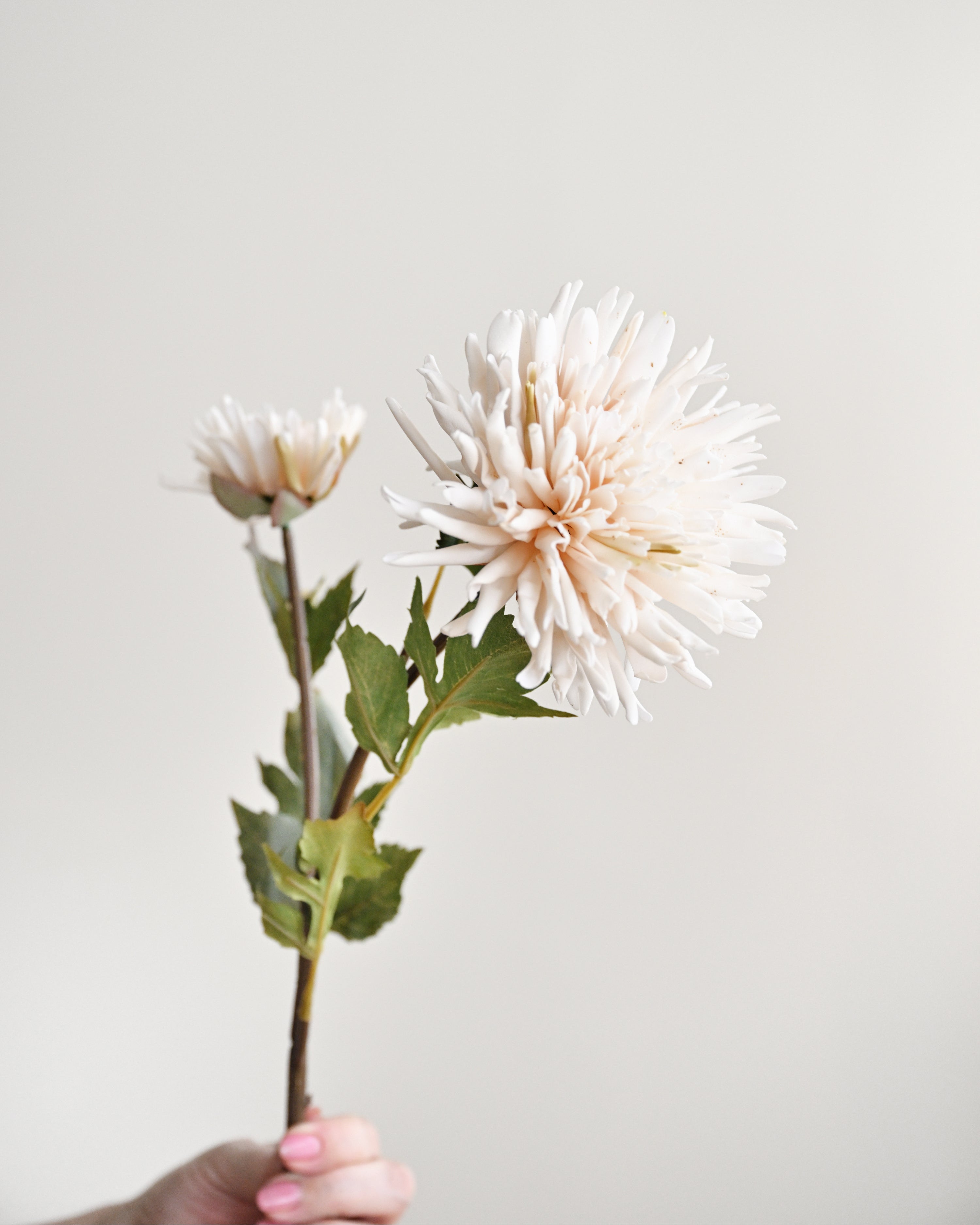Hand holding a bouquet of white flowers against a plain background