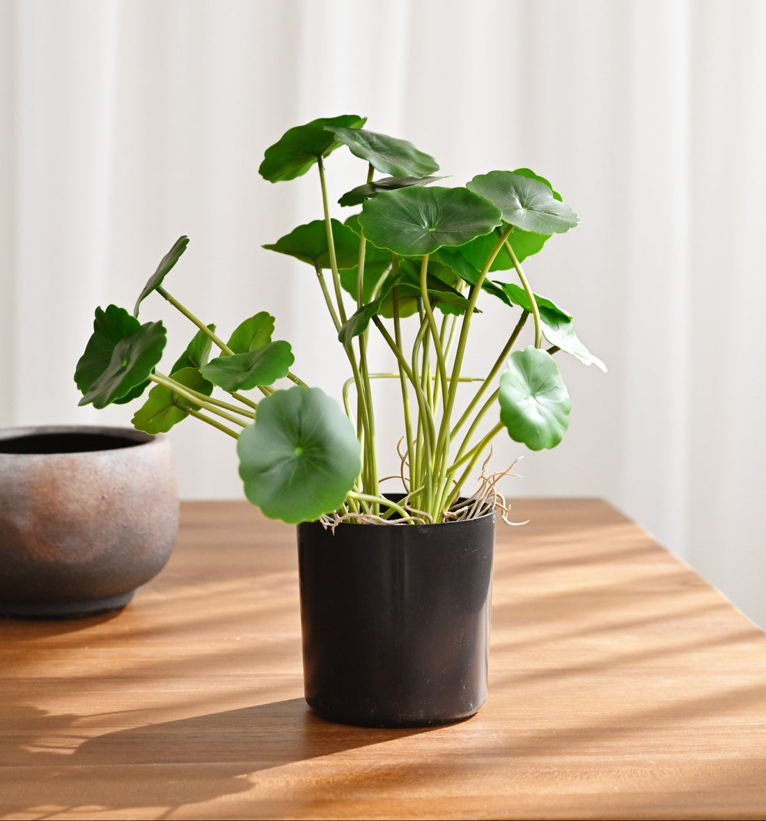 Potted plant on a wooden surface with a white curtain background