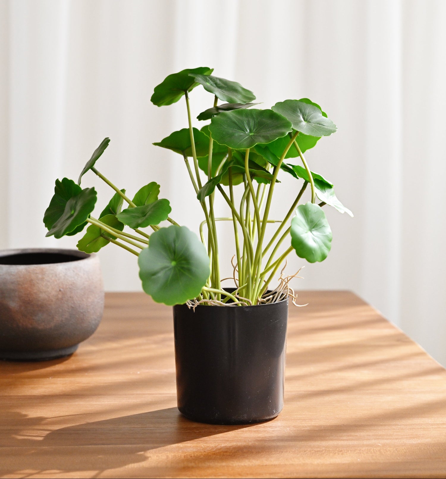 Potted plant on a wooden surface with a white curtain background