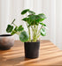 Potted plant on a wooden surface with a white curtain background