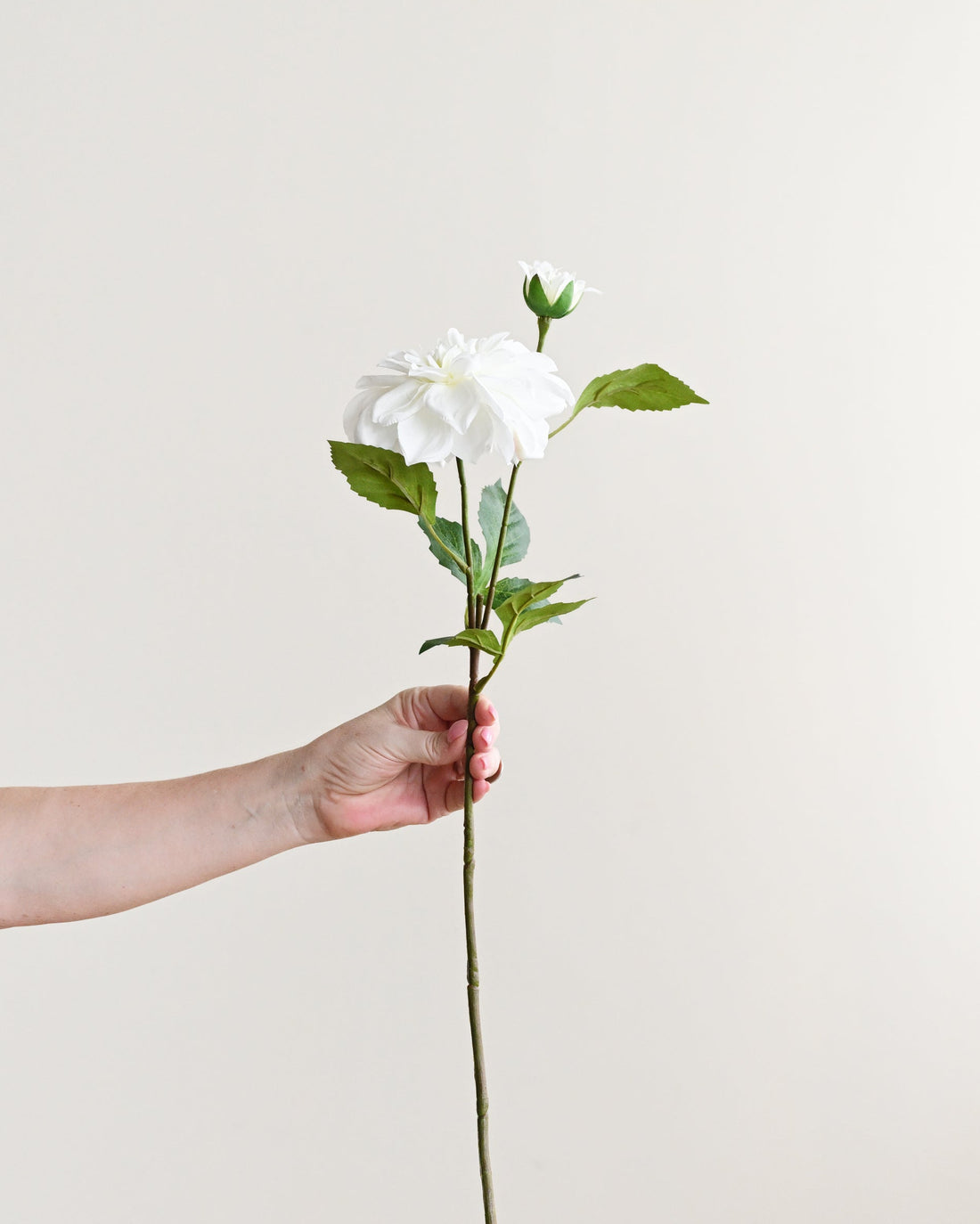 Person holding a white flower against a plain background