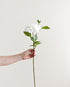Person holding a white flower against a plain background