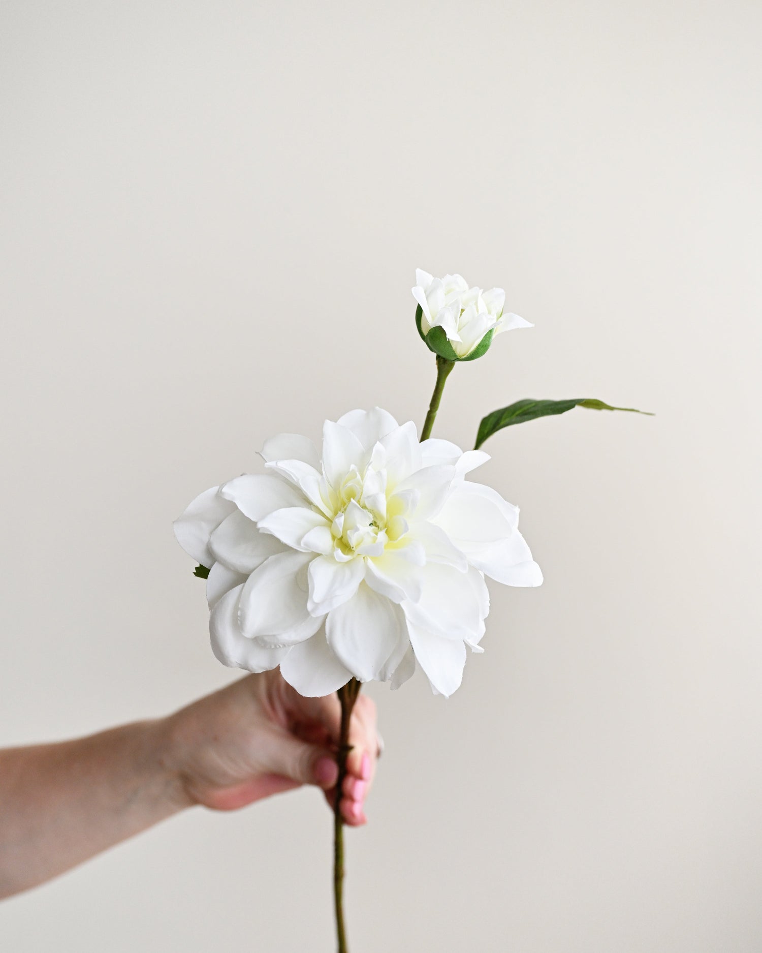 Hand holding a white flower against a plain background