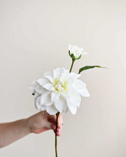 Hand holding a white flower against a plain background