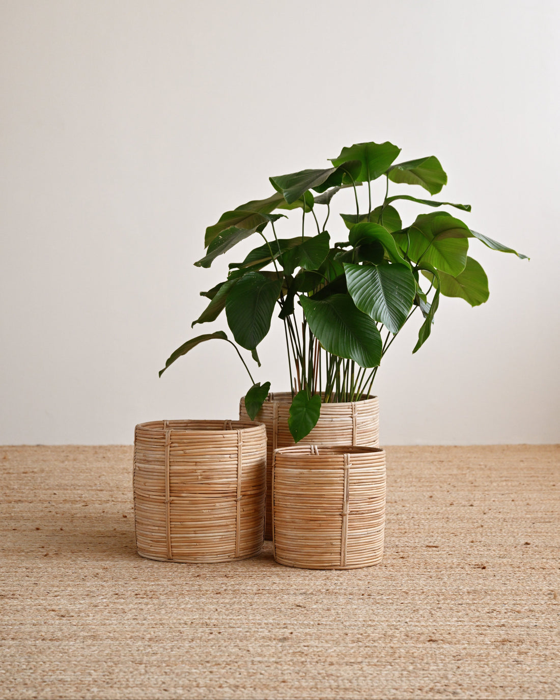 Three small woven natural-fiber planters in graduated sizes holding a green leafy houseplant, set on a light beige woven rug against a plain off-white wall.