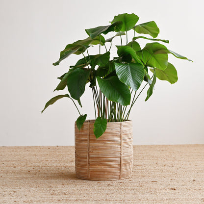Bengal Rattan Cylinder Basket 3