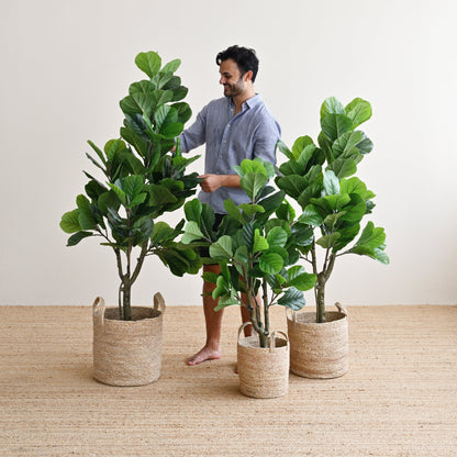 Ficus Plant Tree - Faux