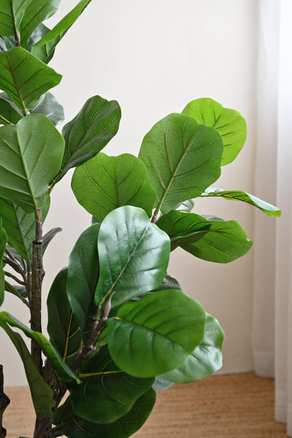 Ficus Plant Tree - Faux 2