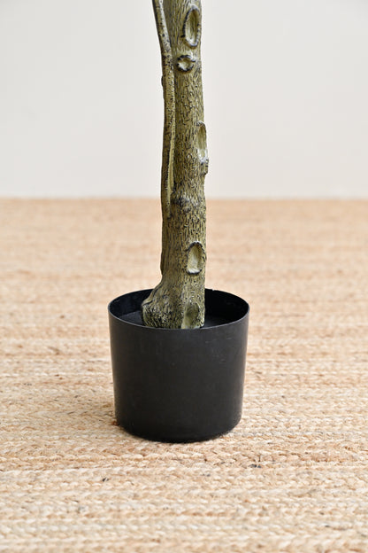Ficus Plant Tree - Faux 3