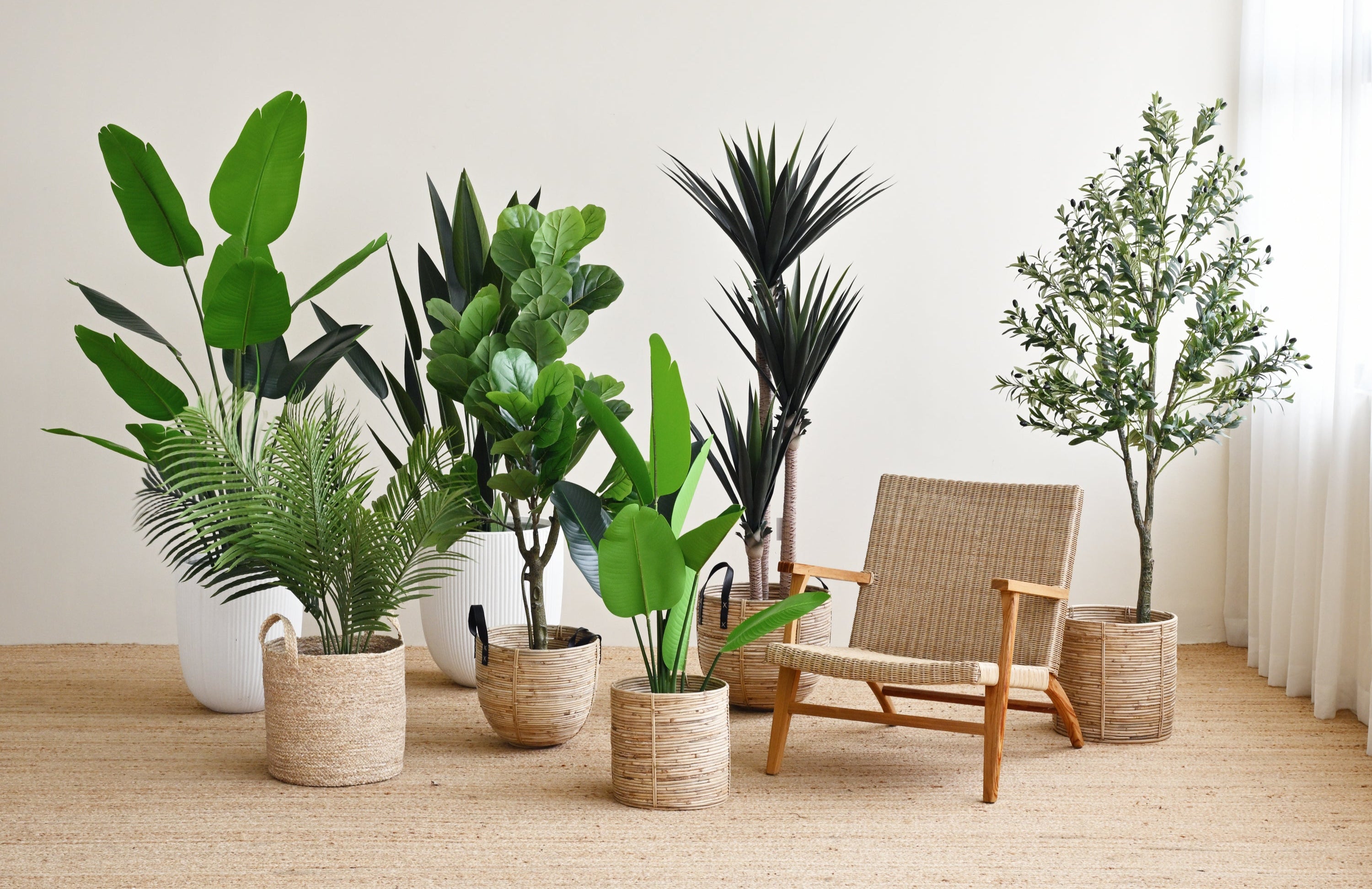 Ficus Plant Tree - Faux 7