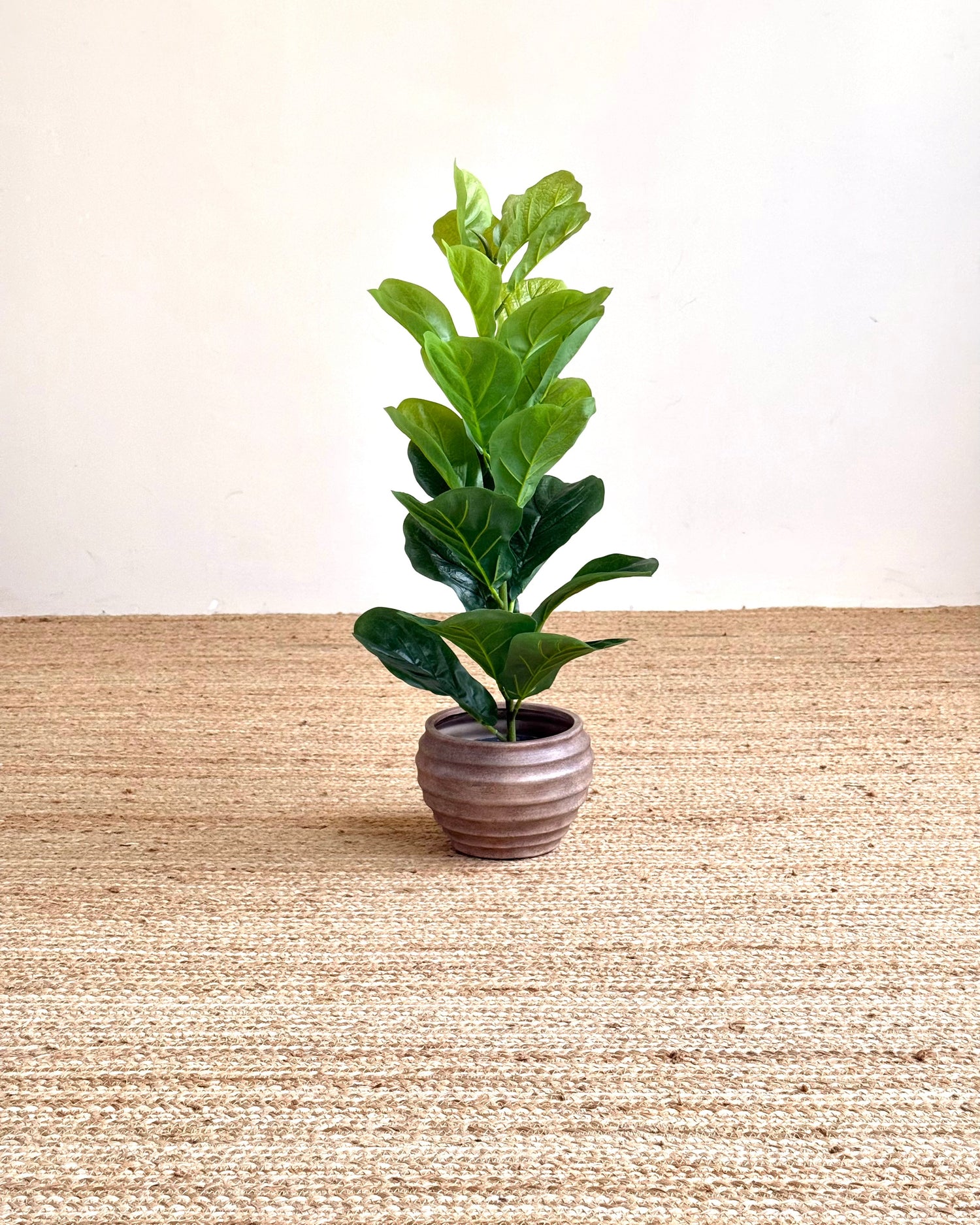 A potted fiddle-leaf fig plant with glossy green leaves in a ribbed brown ceramic pot, set on a woven jute rug against a plain off-white wall.
