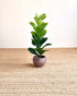 A potted fiddle-leaf fig plant with glossy green leaves in a ribbed brown ceramic pot, set on a woven jute rug against a plain off-white wall.