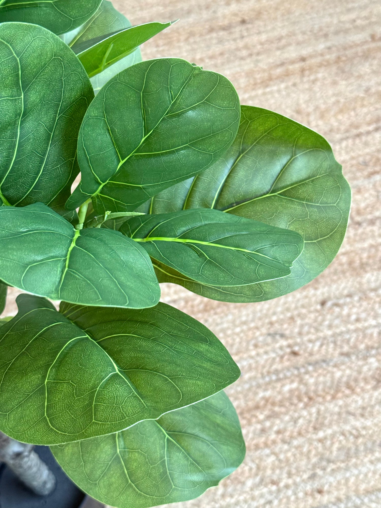Close-up of a green leafy plant with large oval leaves, photographed against a light beige woven rug.