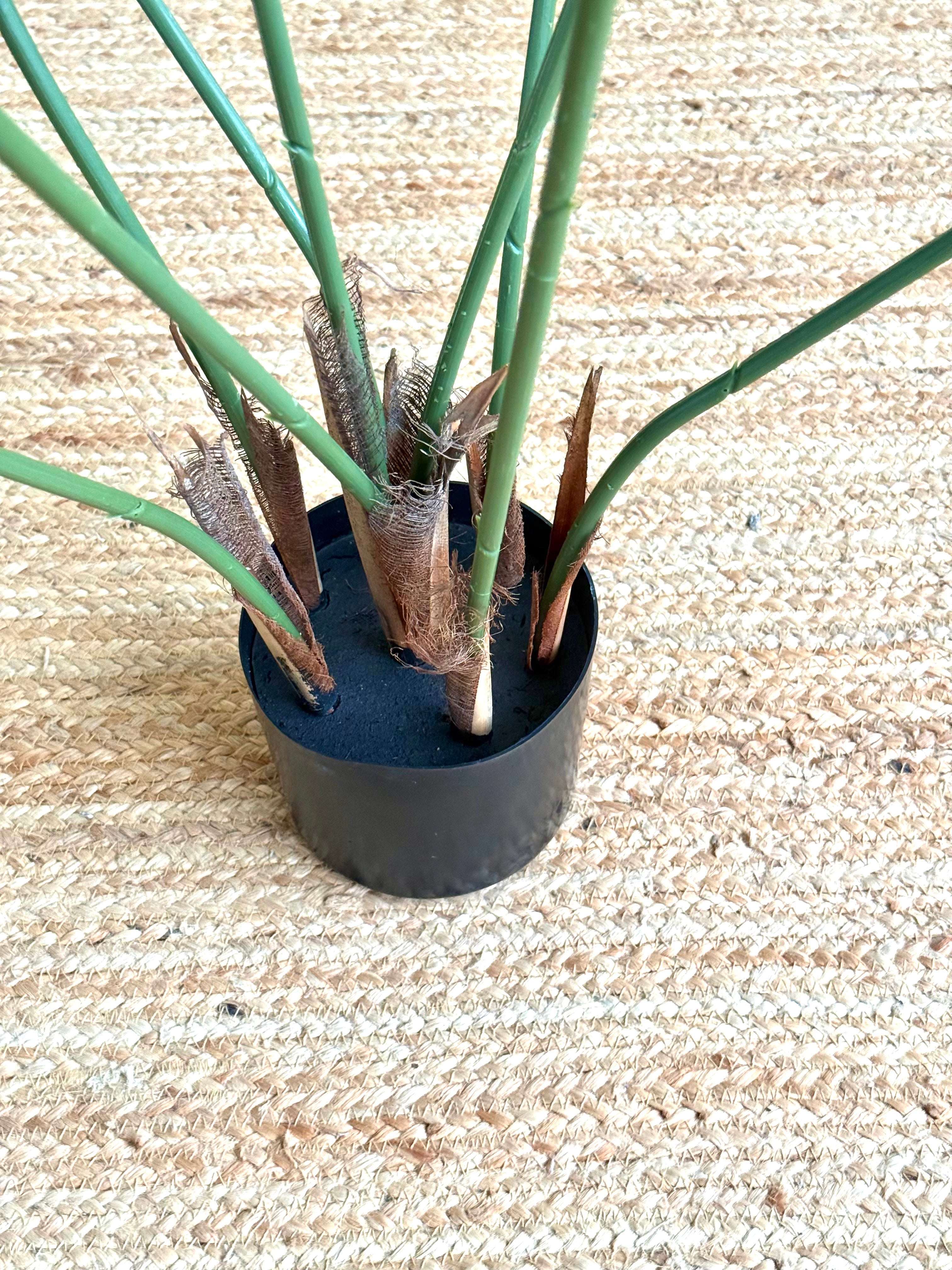 A small potted plant with long green stems and brown dried fronds, sitting in a black nursery pot on a woven beige rug.