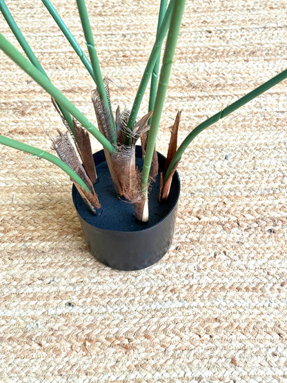 A small potted plant with long green stems and brown dried fronds, sitting in a black nursery pot on a woven beige rug.