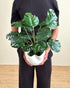 A person wearing a black t-shirt and black pants holds a potted artificial Monstera plant in a white wavy ceramic pot, standing against a beige wall and light brown woven floor.