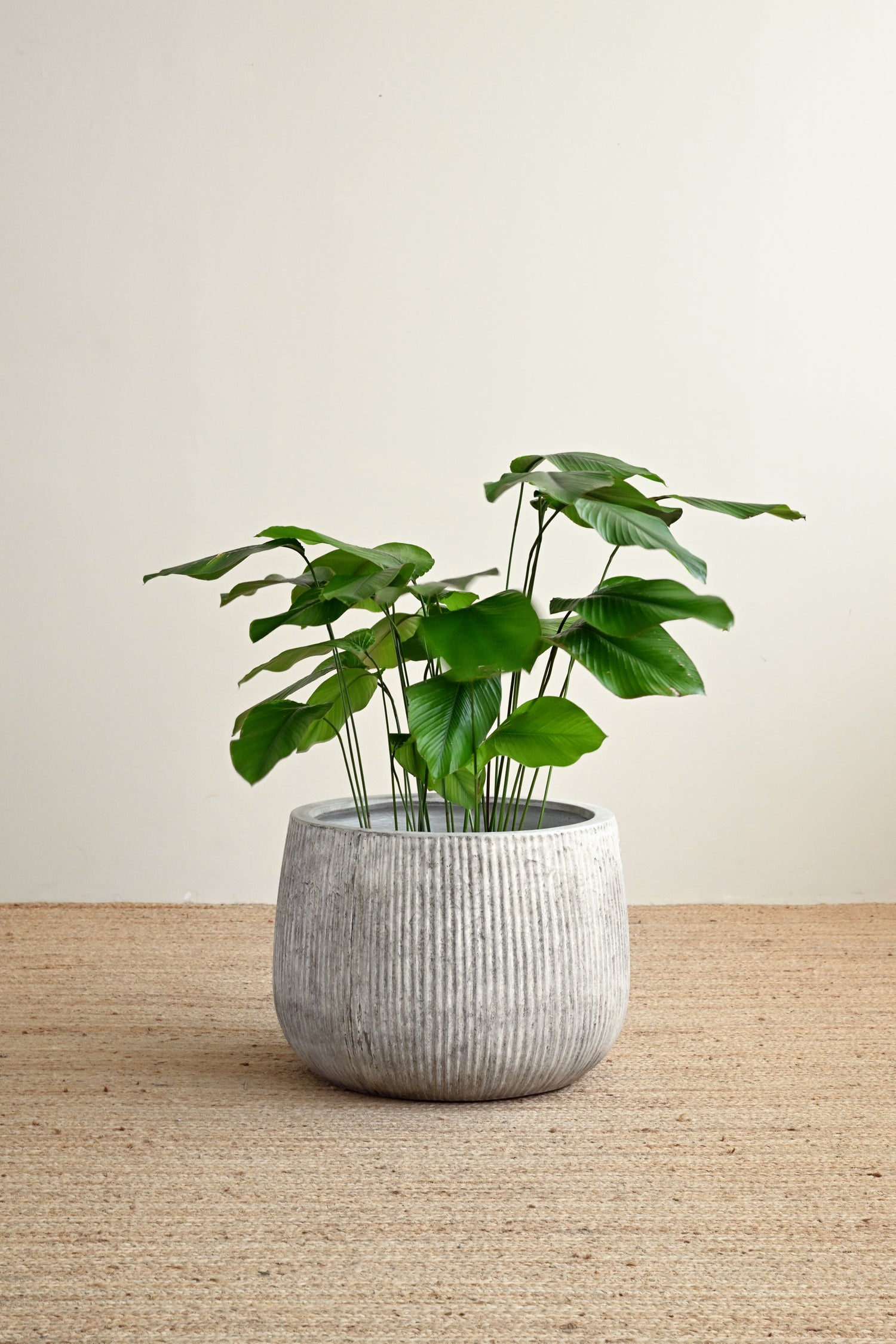 Nerja Concrete Planter - Oyster
