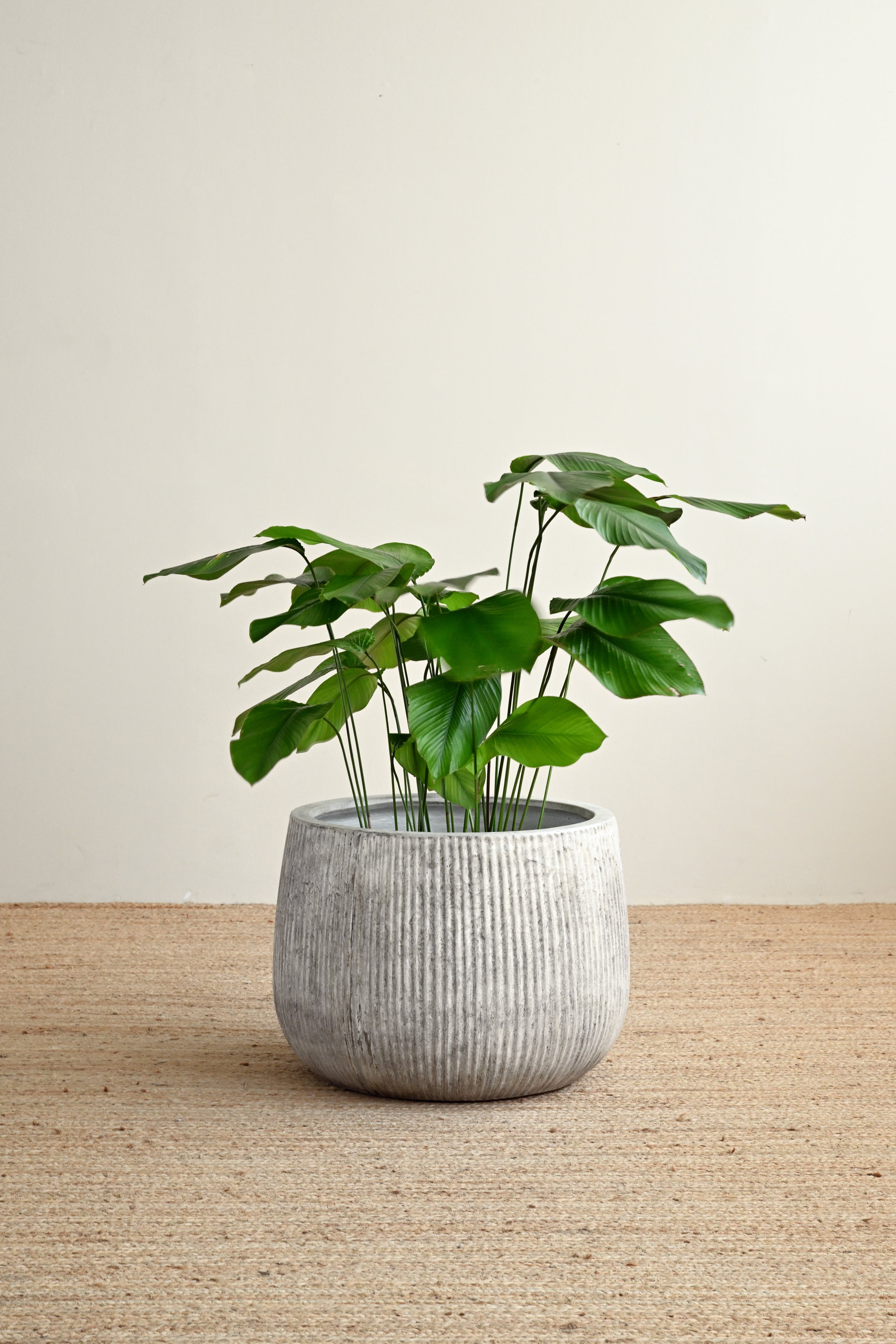 Nerja Concrete Planter - Oyster