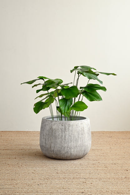 Nerja Concrete Planter - Oyster