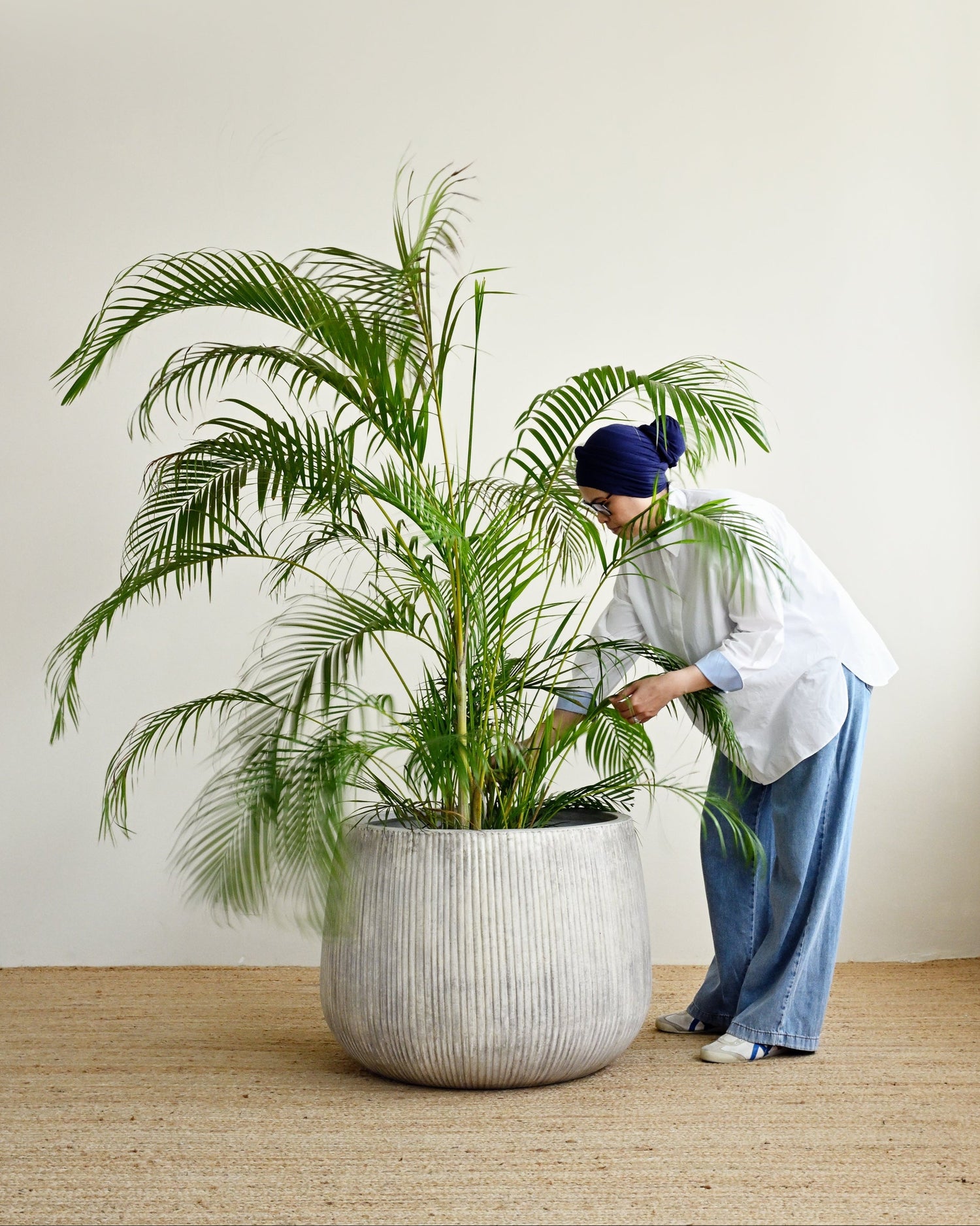 Person tending to a large potted plant indoors with a neutral background