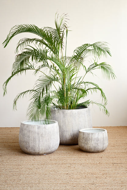 Three potted plants in gray pots on a wooden floor with a beige wall background