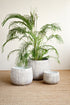Three potted plants in gray pots on a wooden floor with a beige wall background