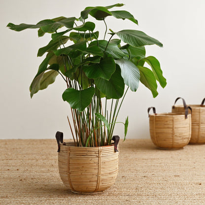 Seaside Rattan Basket with Handles 6