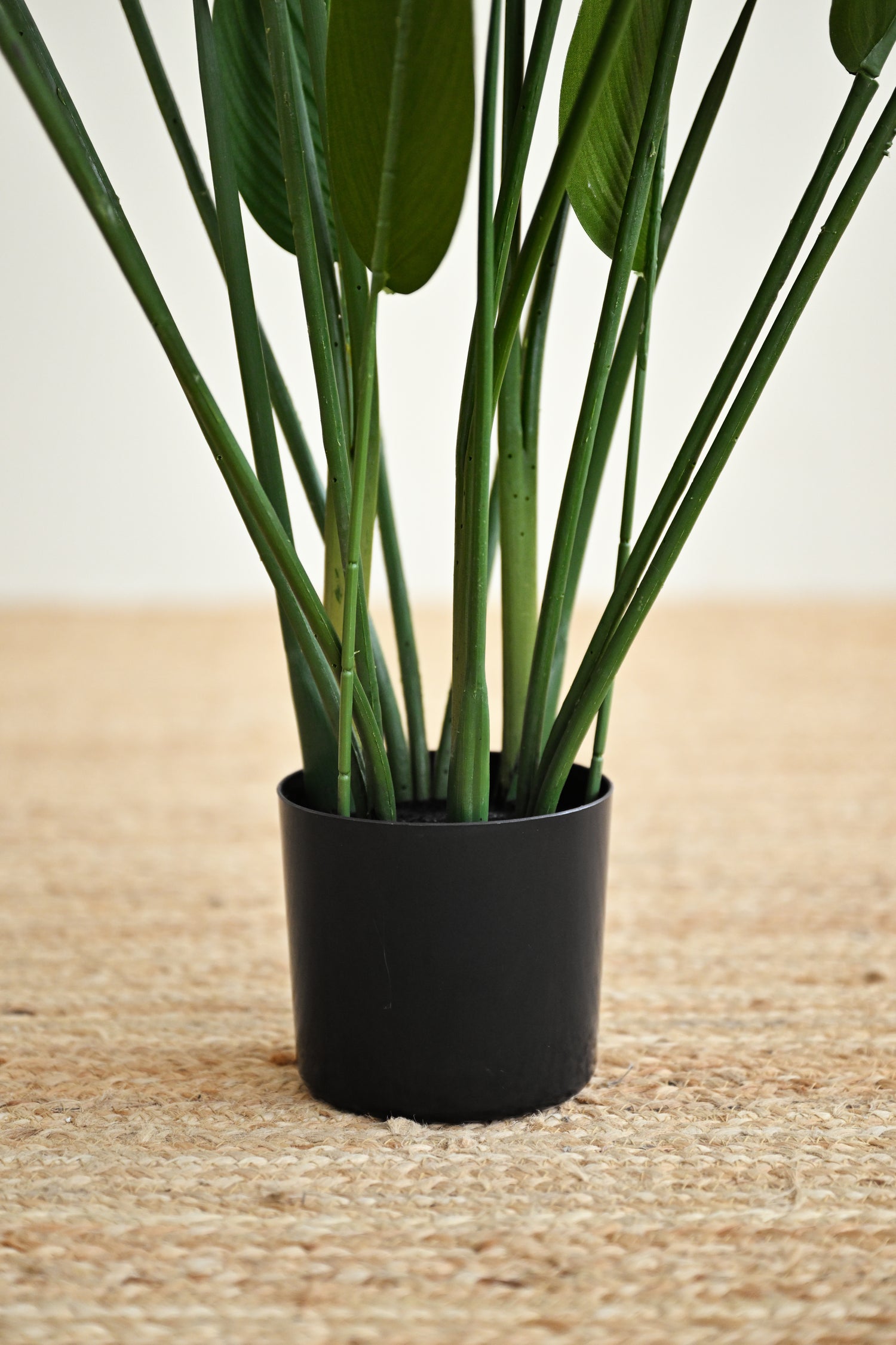 Sky Bird Plant - Faux 3