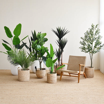 Sky Bird Plant - Faux 6